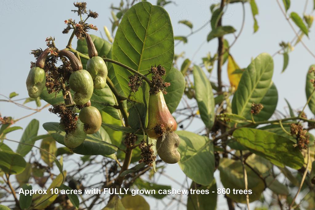 Approx 10 acres with Fully grown cashew trees - 860 trees