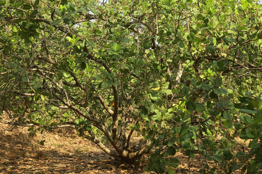 Approx 10 acres with Fully grown cashew trees - 860 trees